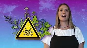 Presenter beside skull-and-crossbones warning sign overlaying illustrated herbs, symbolizing dangerous misinformation about herbal abortion methods